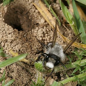 Andrena cineraria, M (5)