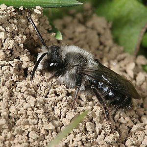 Andrena cineraria, M (6)