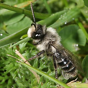 Andrena cineraria, M (7)