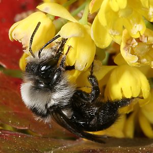 Andrena cineraria, W (10)