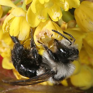 Andrena cineraria, W (11)