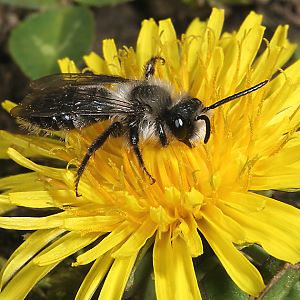 Andrena cineraria, M (8)