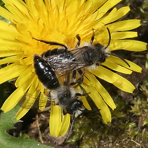 Andrena cineraria, W+M (1)