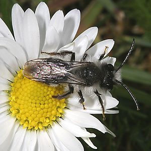 Andrena cineraria, M (9)