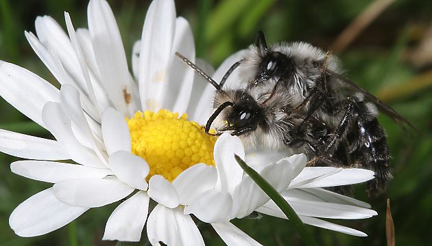 Sandbiene Andrena cineraria, M+M