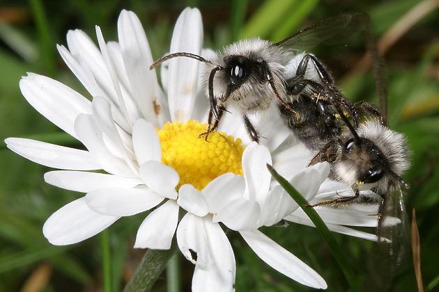 Sandbiene Andrena cineraria, M+M
