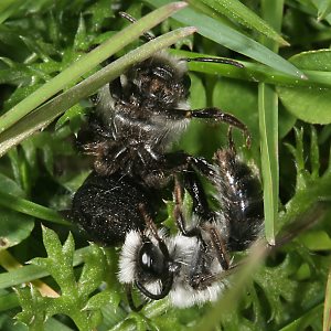 Andrena cineraria, W+M (2)