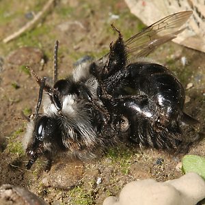 Andrena cineraria, M+W (4)