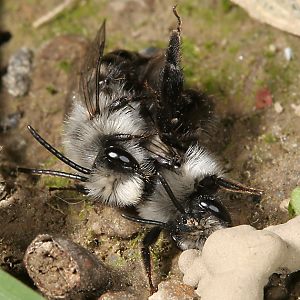 Andrena cineraria, M+W (5)
