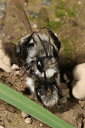Andrena cineraria, M+W (6)