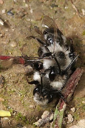 Andrena cineraria, M+W (7)