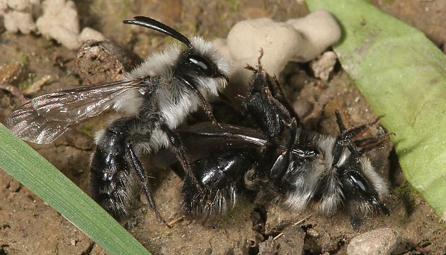Sandbiene Andrena cineraria, M+W (8)