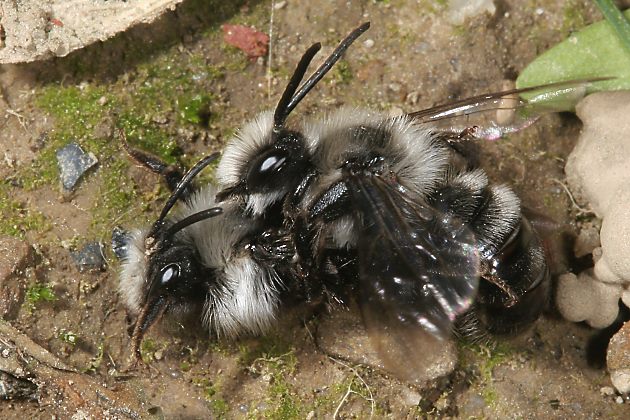 Sandbiene Andrena cineraria, M+W (9)
