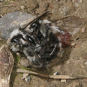 Andrena cineraria: mating ball (1)