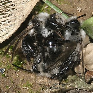 Andrena cineraria: mating ball (2)