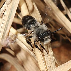Andrena cineraria, M (11)