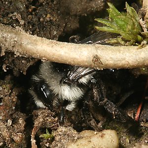 Andrena cineraria, W (12)