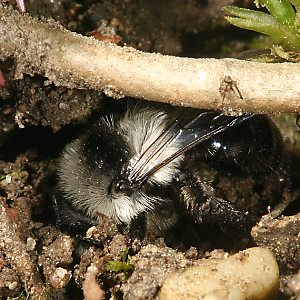 Andrena cineraria, W (13)