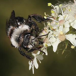 Andrena cineraria, W (14)