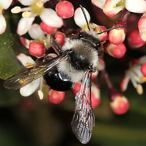 Andrena cineraria, W (19)