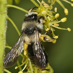 Andrena cineraria, W (20)