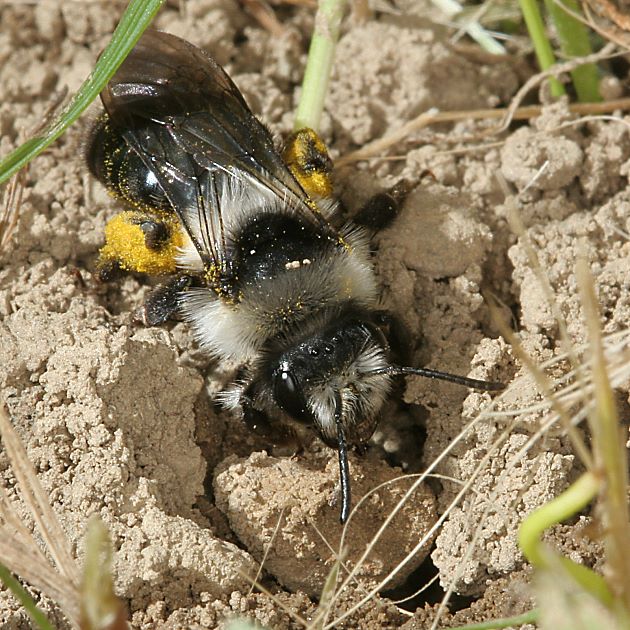 Andrena cineraria, W