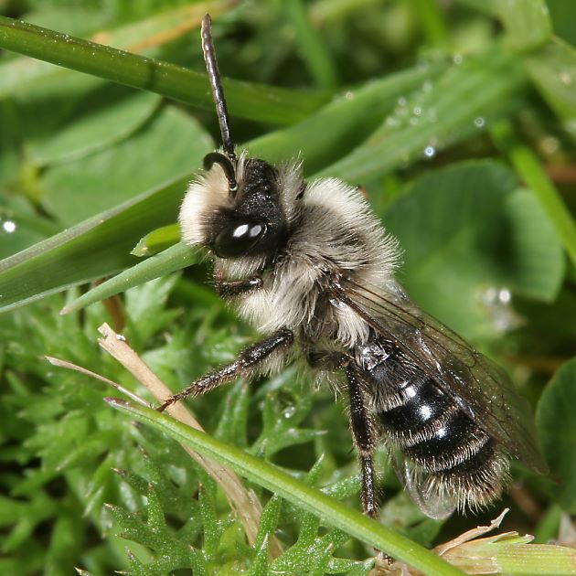 Andrena cineraria, M