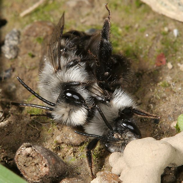 Andrena cineraria, WM