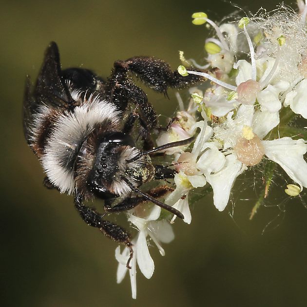 Andrena cineraria, W