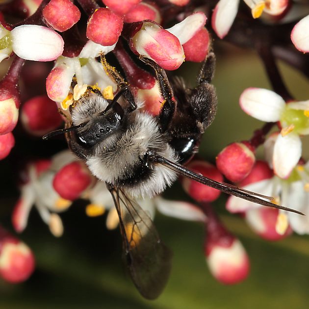 Andrena cineraria, W