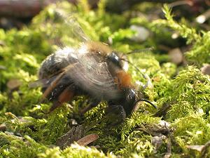 Andrena clarkella: Paarung (1) Andrena clarkella: Paarung (1)