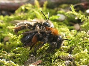 Andrena clarkella: Paarung (2) Andrena clarkella: Paarung (2)