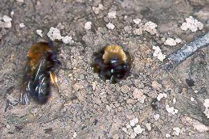 2 Andrena-clarkella-W an und in der Niströhre 2 Andrena-clarkella-W an und in der Niströhre