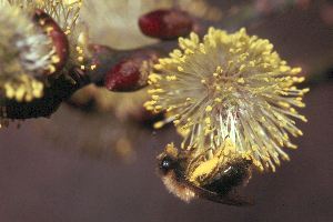 Andrena clarkella, W, an Weide Andrena clarkella, W, an Weide