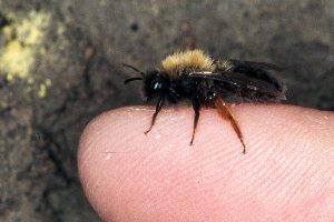 Die Sandbiene Andrena clarkella auf einem Finger Die Sandbiene Andrena clarkella auf einem Finger