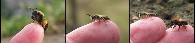 Andrena clarkella: a) Weibchen mit Pollen, b) Männchen, c) M+W