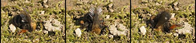 Andrena clarkella an ihrer Niströhre