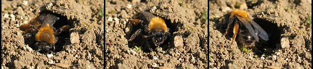 Andrena clarkella an ihrer Niströhre