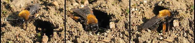 Andrena clarkella an ihrer Niströhre