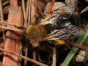 Andrena-clarkella-W nach einem Sammelflug Andrena-clarkella-W nach einem Sammelflug