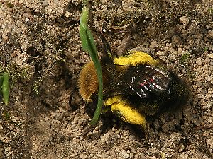 Andrena-clarkella-W mit Pollen beim Eingraben (1) Andrena-clarkella-W mit Pollen beim Eingraben (1)