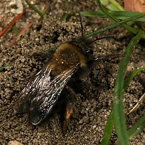 Andrena-clarkella-W vor einem Sammelflug Andrena-clarkella-W vor einem Sammelflug