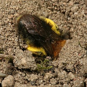 Andrena-clarkella-W mit Pollen beim Eingraben (2) Andrena-clarkella-W mit Pollen beim Eingraben (2)