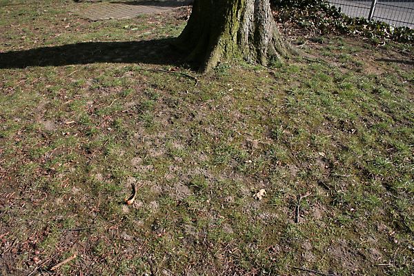 Andrena-clarkella-Aggregation auf einem Spielplatz