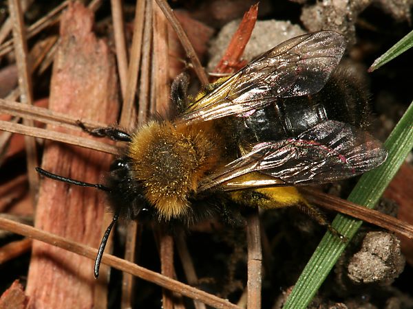 Andrena clarkella, W