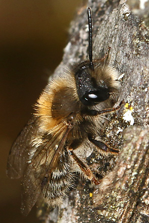 Andrena clarkella, M Andrena clarkella, M