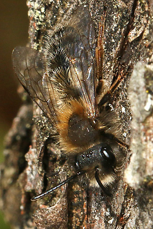 Andrena clarkella, M Andrena clarkella, M