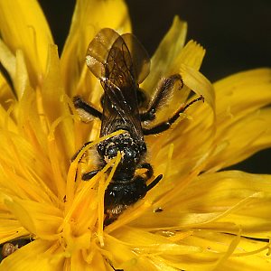 Andrena coitana, W, auf Leontodon autumnalis (2)