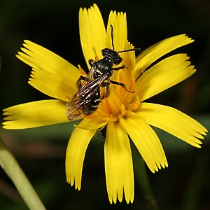 Andrena coitana, W, auf Leontodon autumnalis (4)