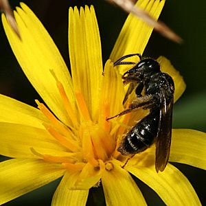 Andrena coitana, W, auf Leontodon autumnalis (5)